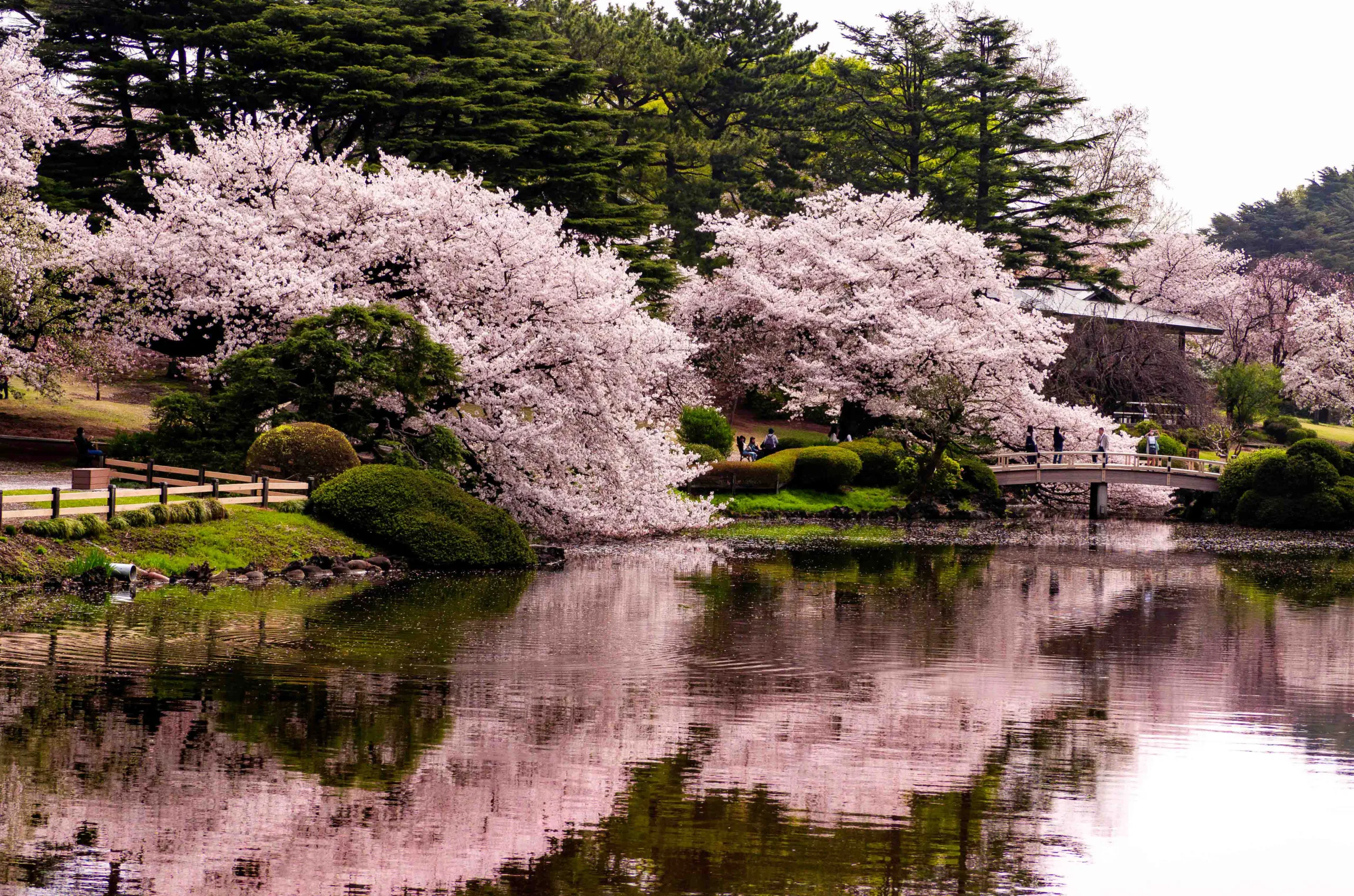 Shinjuku Gyoen tokio scaled