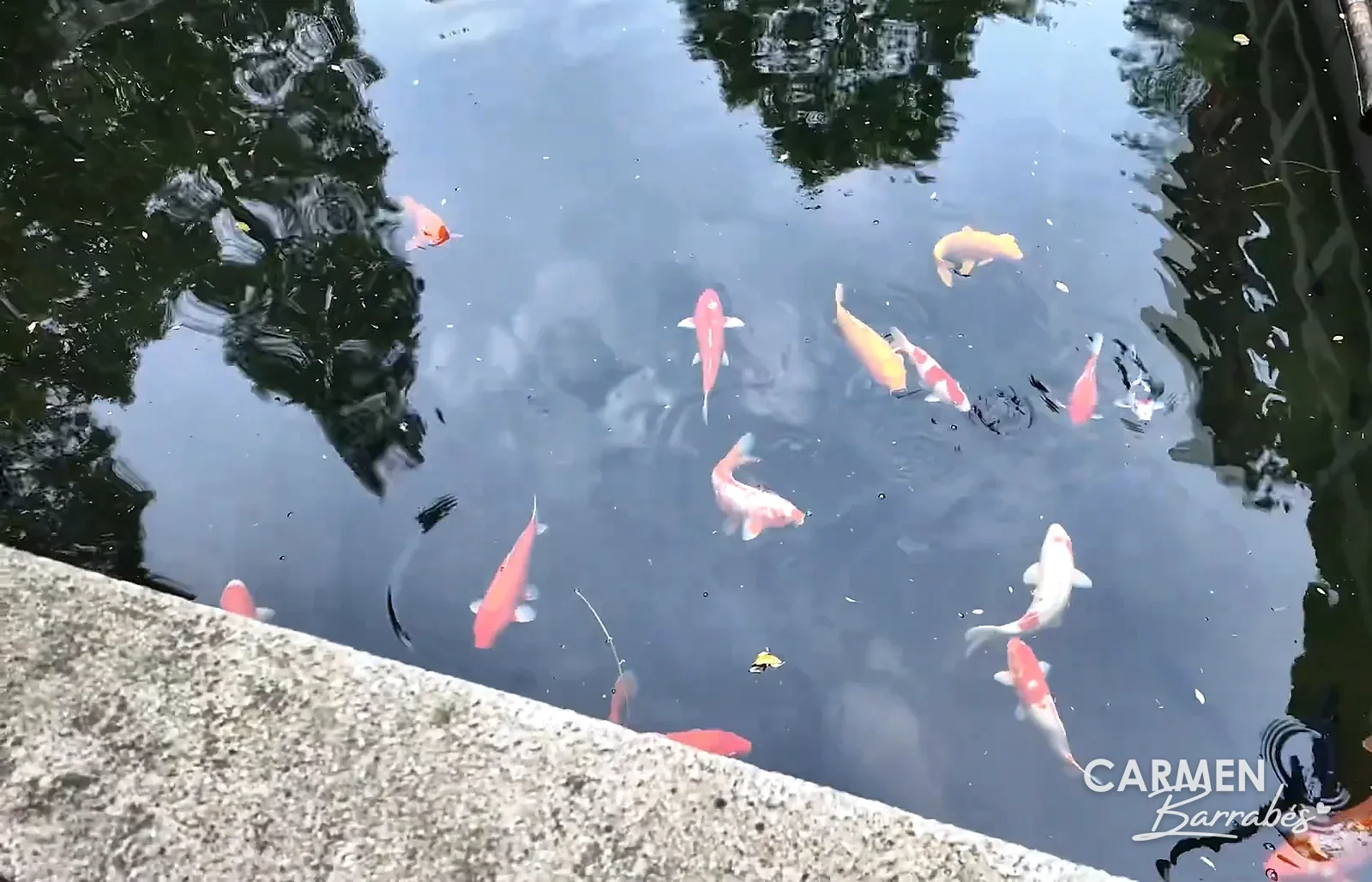 Carpas koi en el estanque del jardín Kezhi de Zhujiajiao