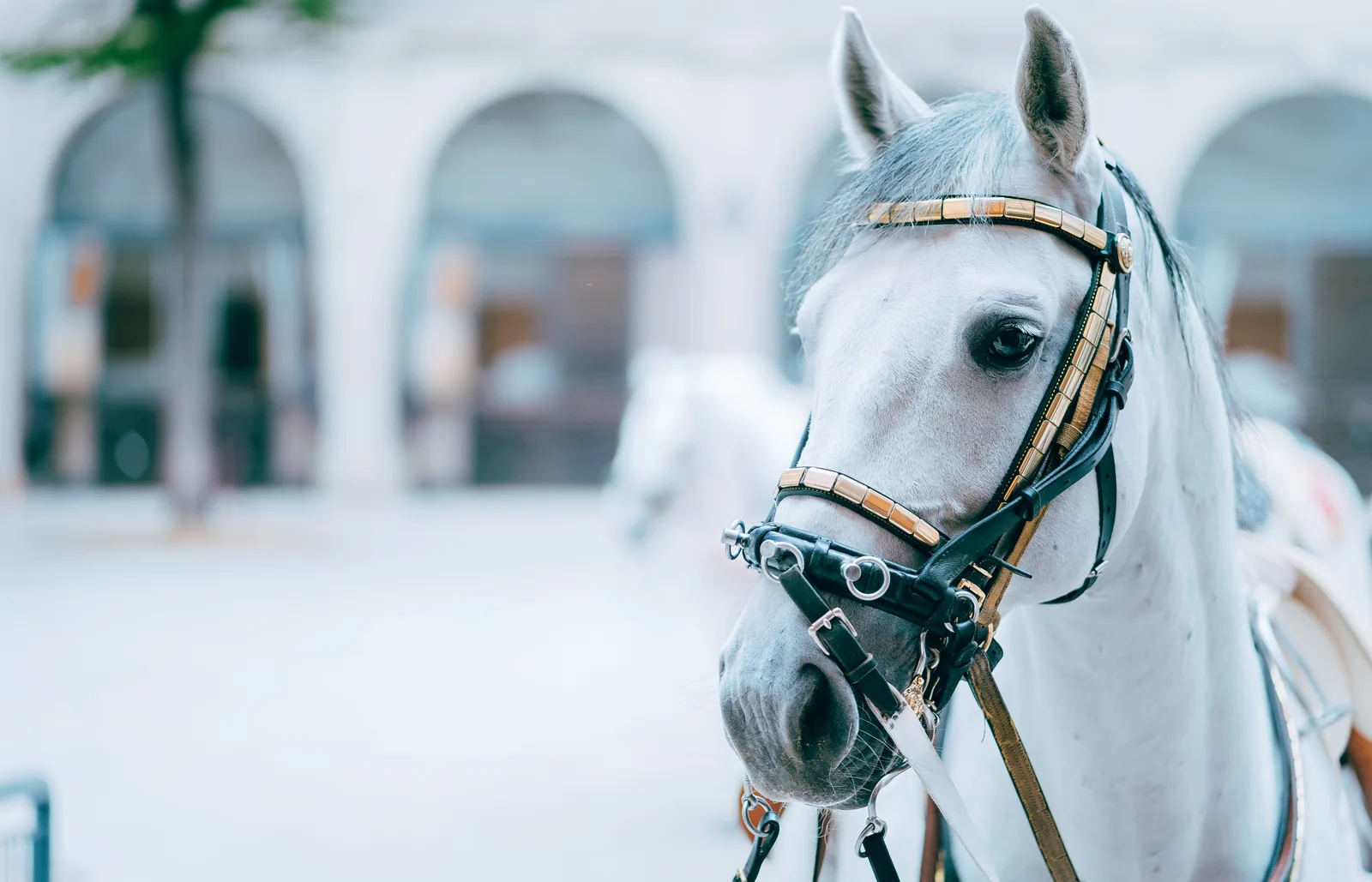 Caballo lipizano blanco de la Escuela Española de Equitación de Viena