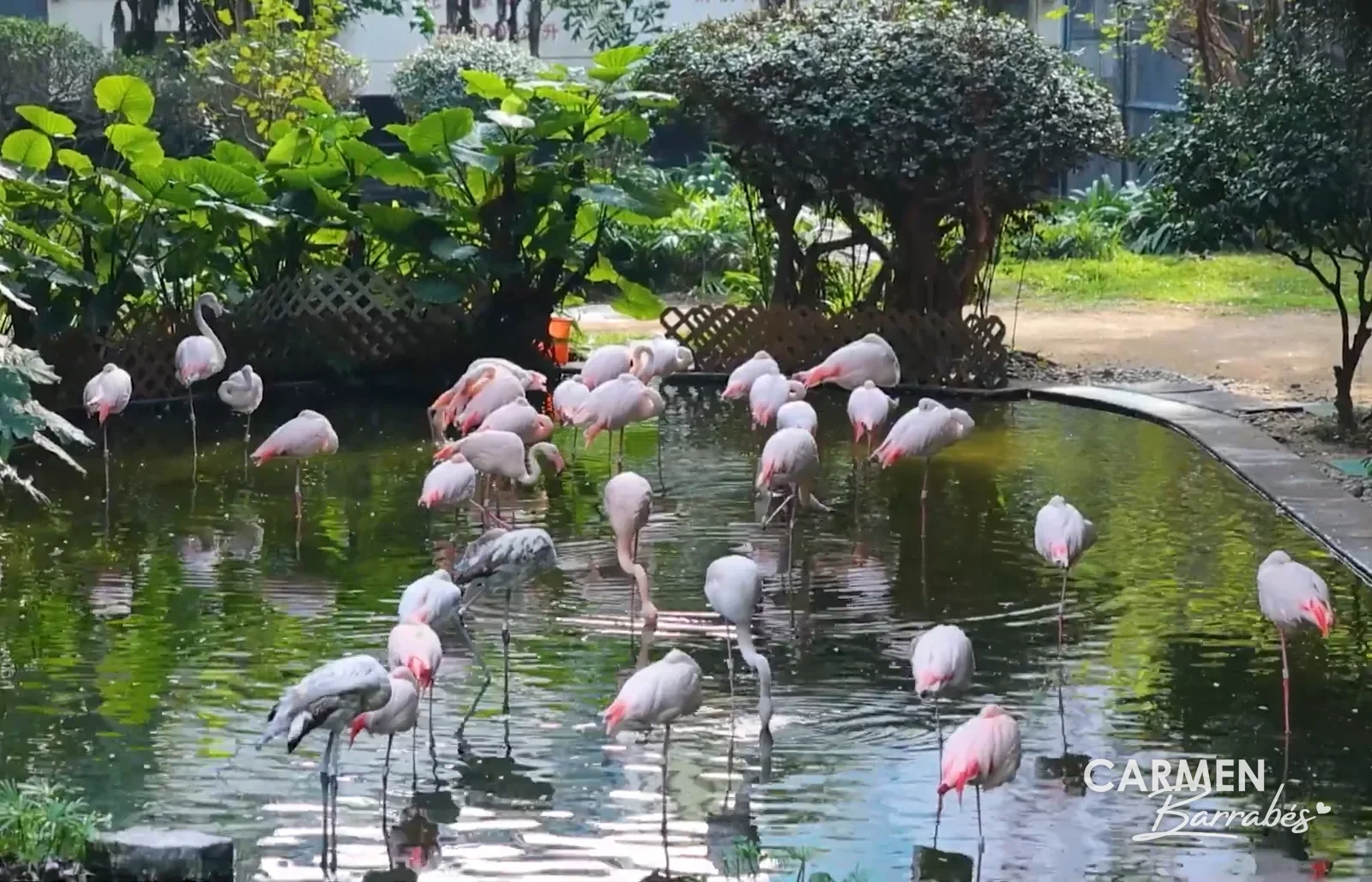 Flamencos en el estanque de Kowloon Park, rodeados de vegetación