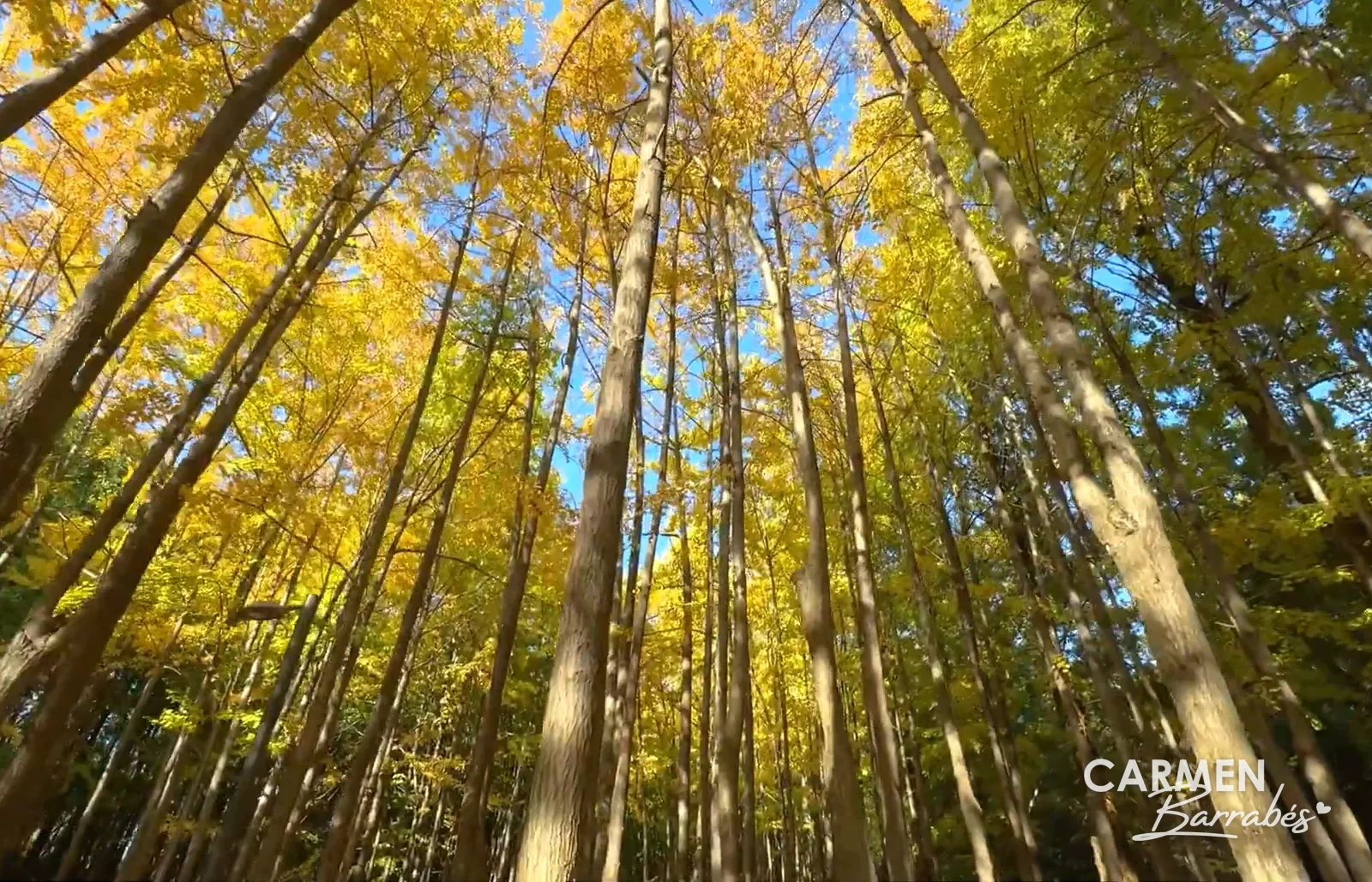 Ginkgos amarillos en otoño en Seoul Forest